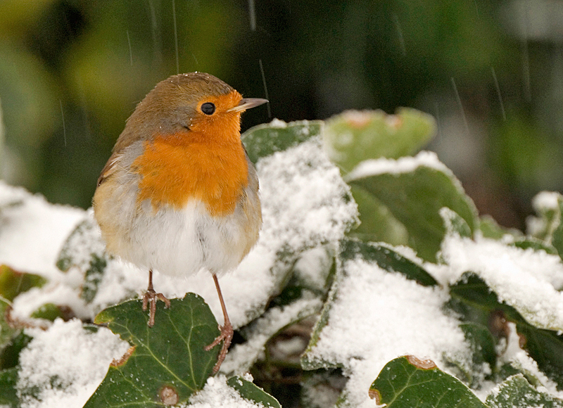 Robin - Robin