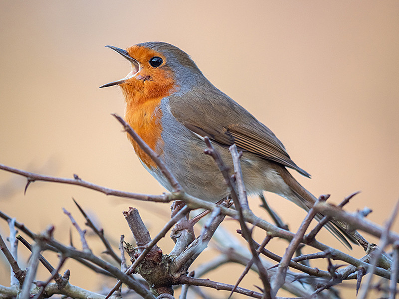 Robin - Woodland
