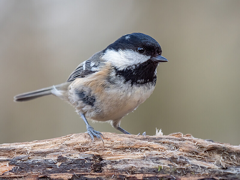 Coal Tit - Woodland