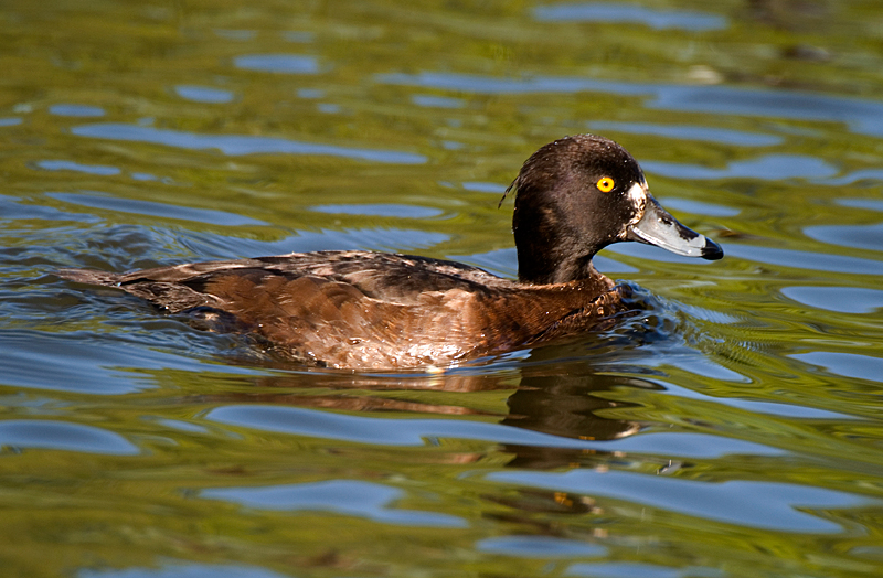 Tufted Duck - Duck, Tufted