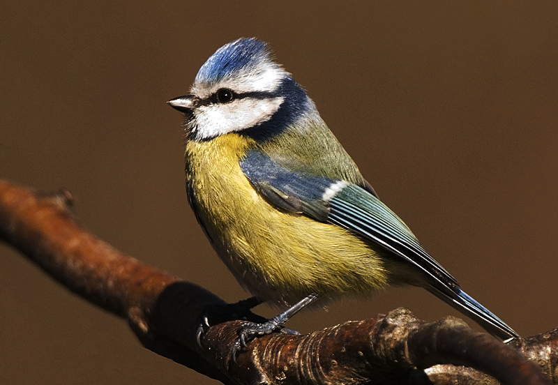 Blue Tit - Woodland