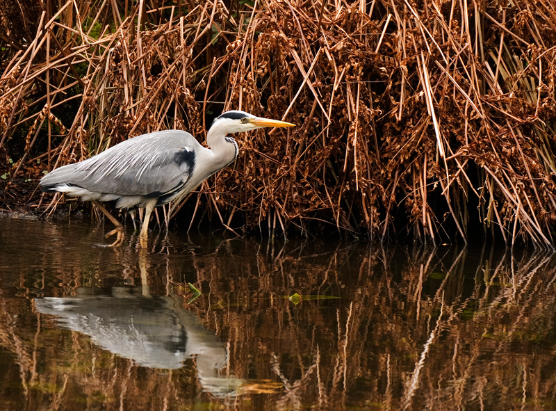 Grey Heron - Freshwater