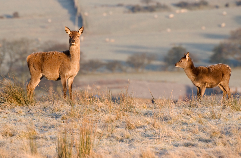 Red Deer Hind & Fawn - Red Deer