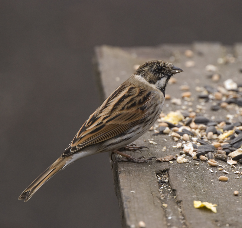 Reed Bunting - Bunting, Reed