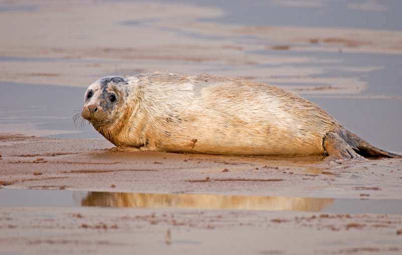 Grey Seal - Coastal & Wetland