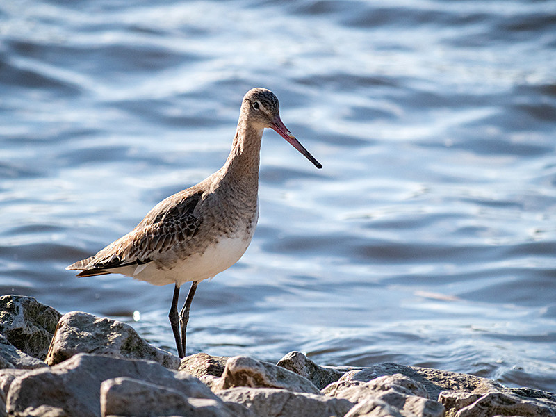 Black Tailed Godwit - Coastal & Wetland