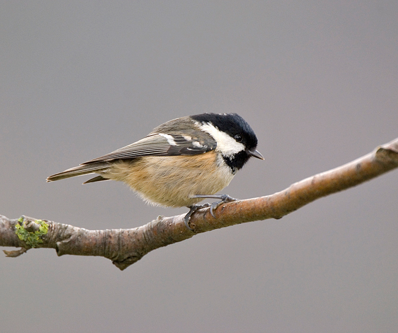 Coal Tit - Tit, Coal