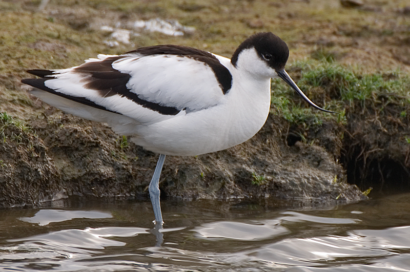 Avocet - Avocet