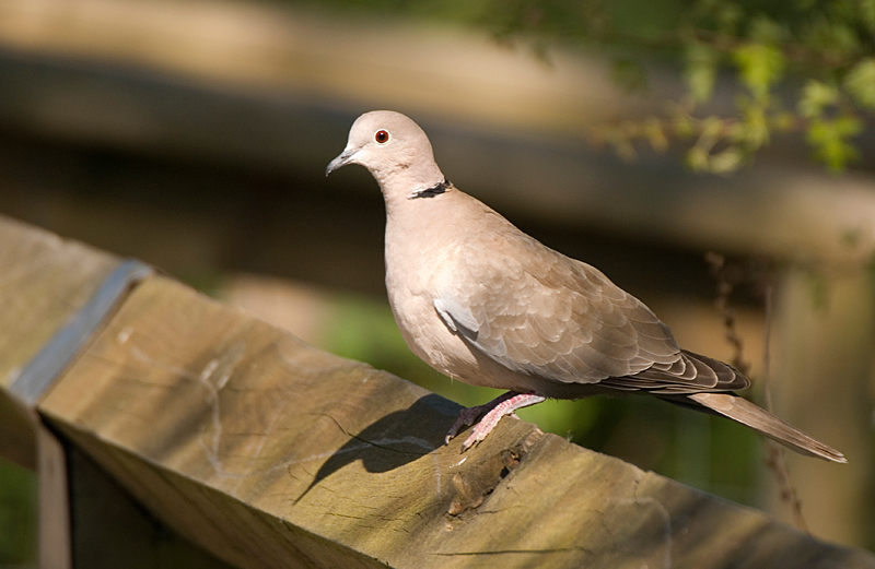 Collared Dove - Dove, Collared