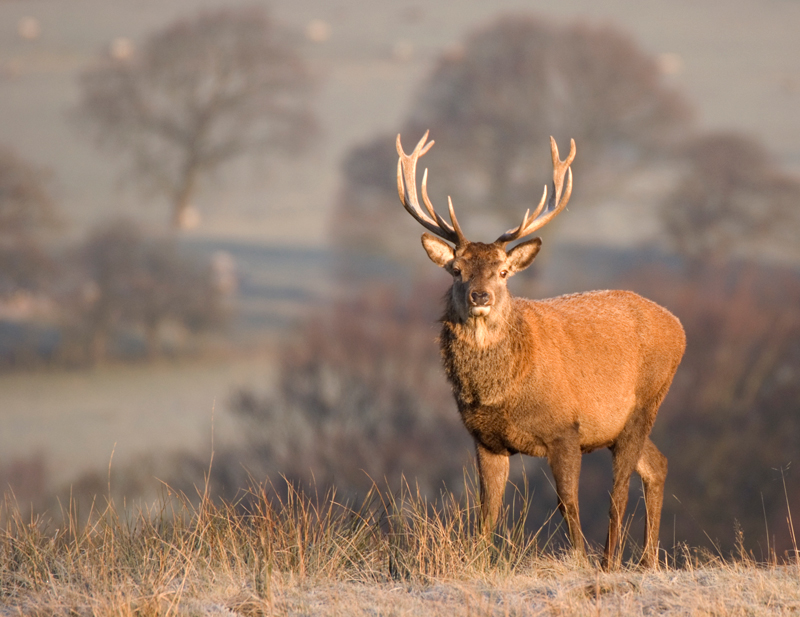 Red Deer Stag - Red Deer