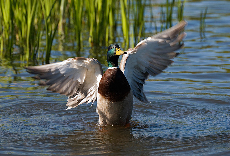 Mallard - Freshwater