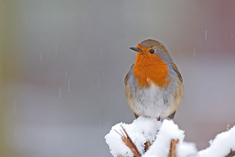 Robin - Robin