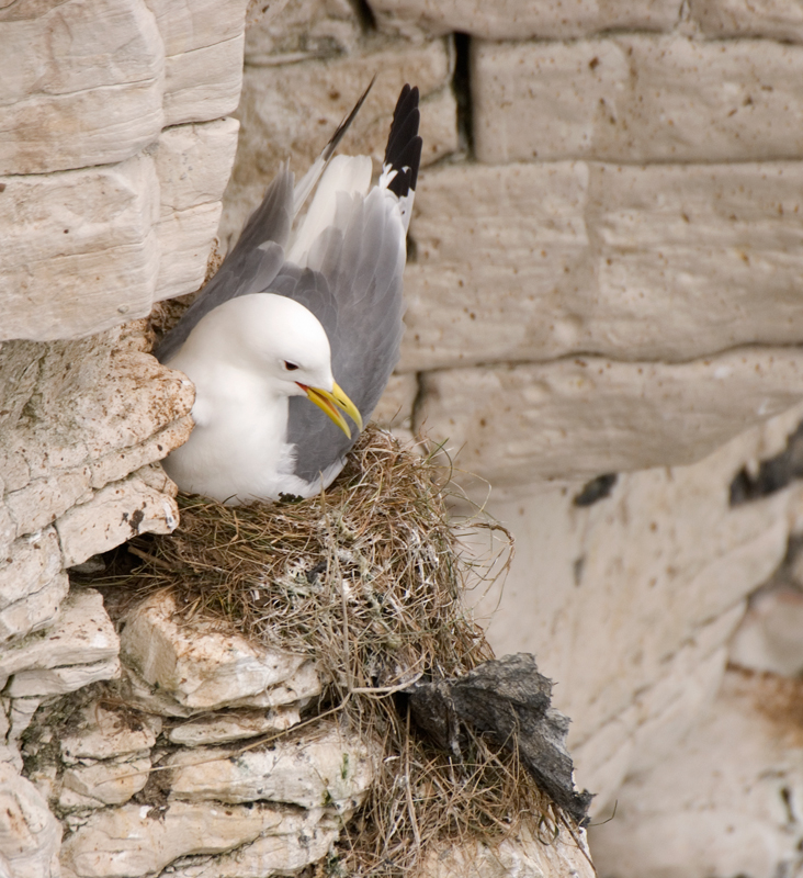 Kittiwake - Coastal & Wetland