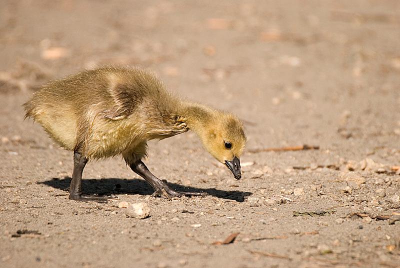 Canada Goose - Freshwater