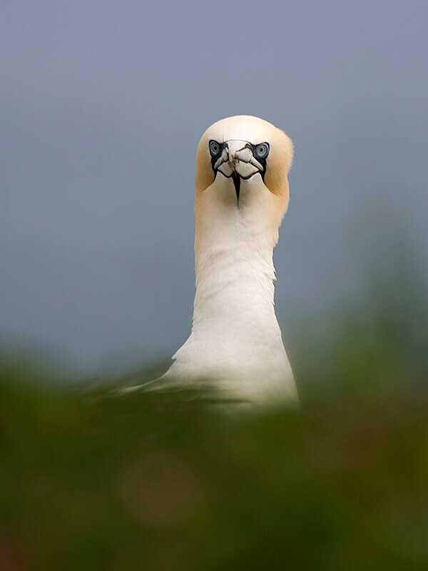  - Northern Gannet