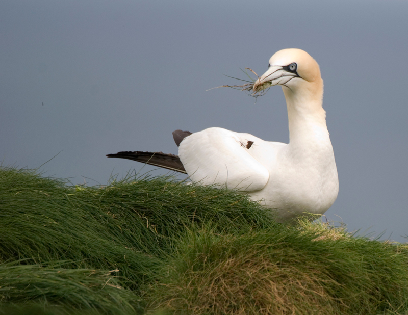 Gannet - Gannet