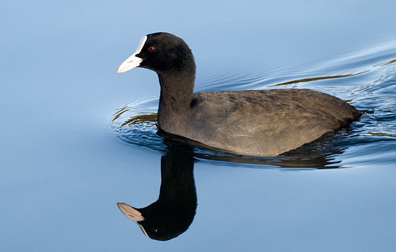 Coot - Coot