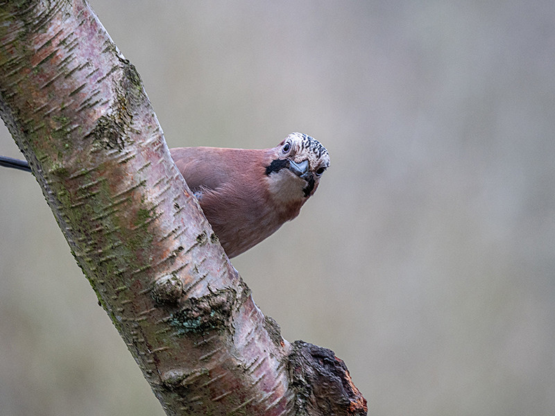 Jay - Woodland