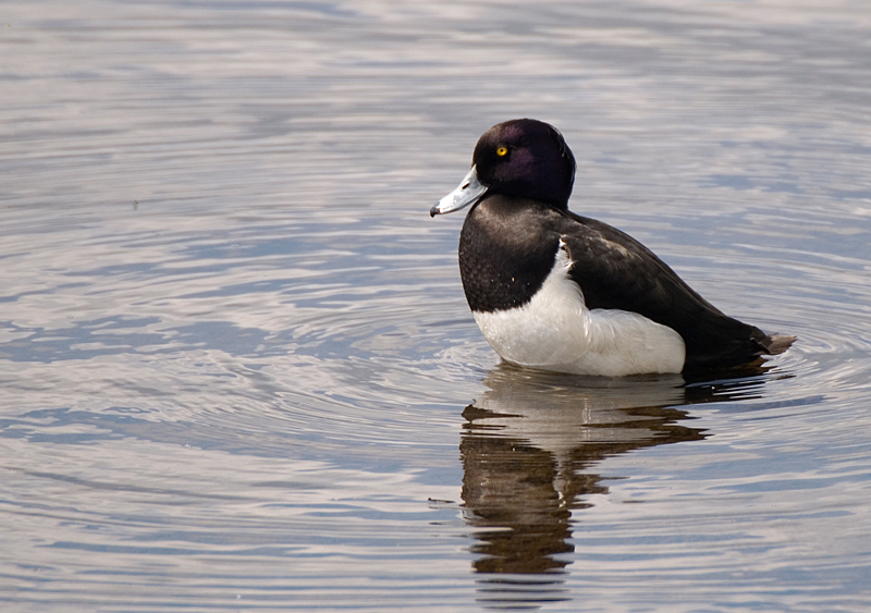 Tufted Duck - Duck, Tufted