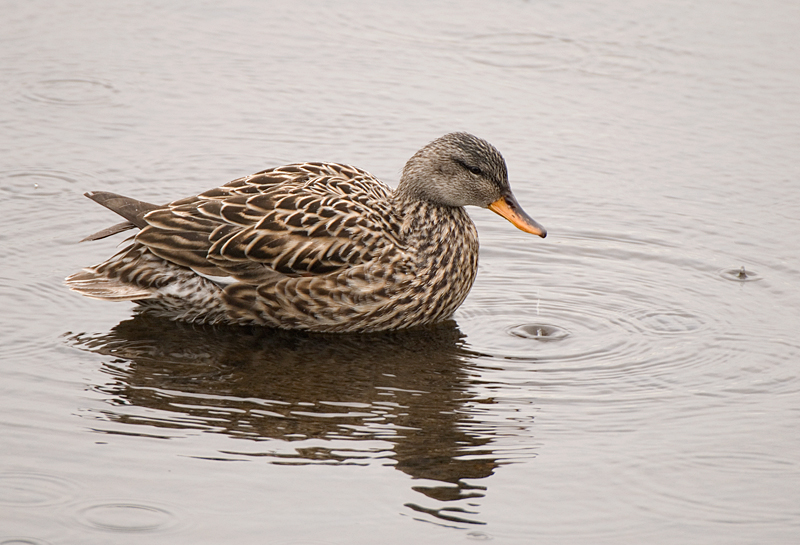 Gadwall - Gadwall