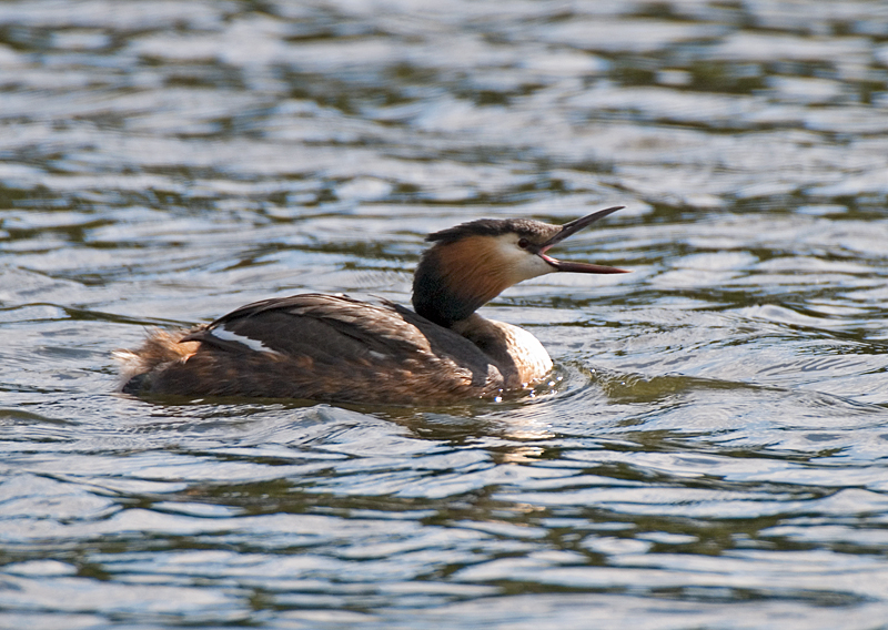 Great Crested Grebe - Grebe, Great Crested