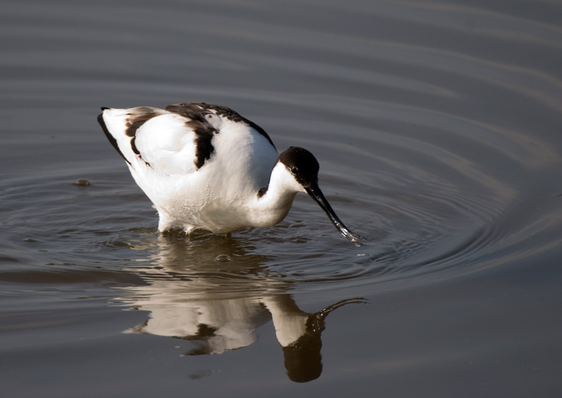 Avocet - Avocet
