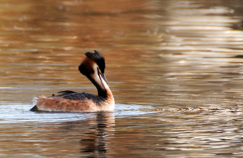 Great Crested Grebe - Grebe, Great Crested