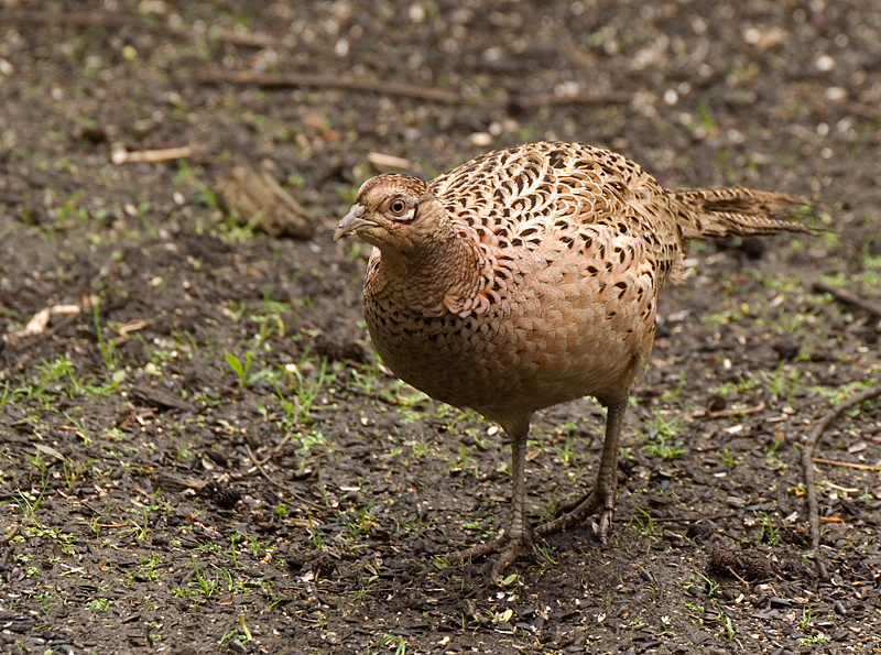 Pheasant - Pheasant