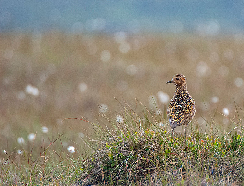 Golden Plover - Upland & Mountain