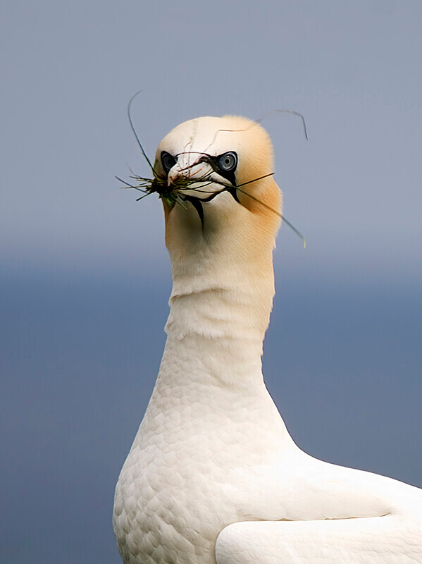  - Northern Gannet