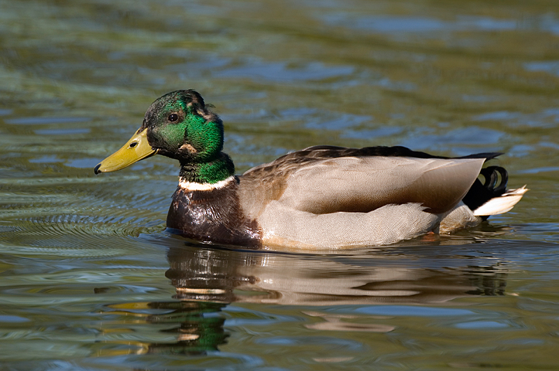 Mallard - Mallard