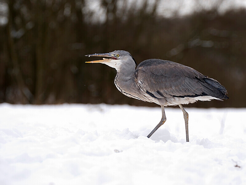  - Winter Grey Herons