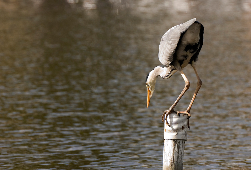 Grey Heron - Heron, Grey