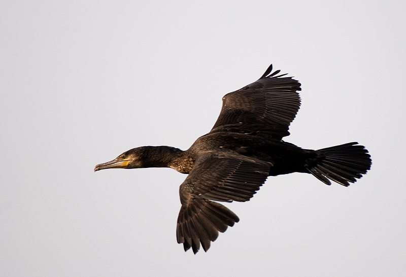 Cormorant - Cormorant