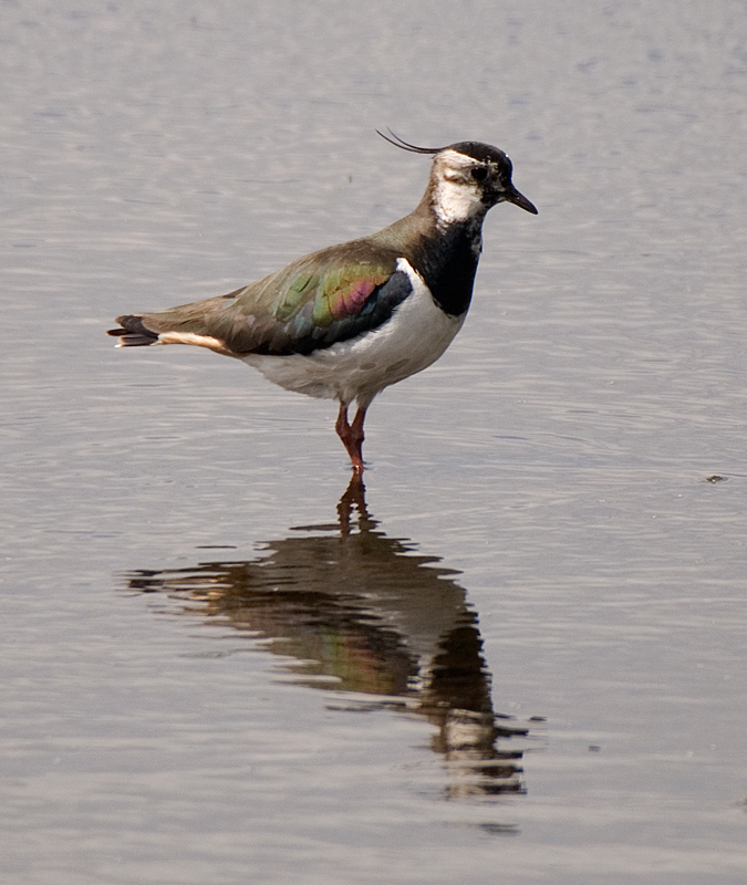 Lapwing - Lapwing