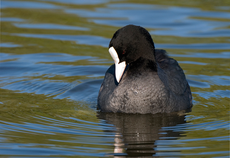 Coot - Coot