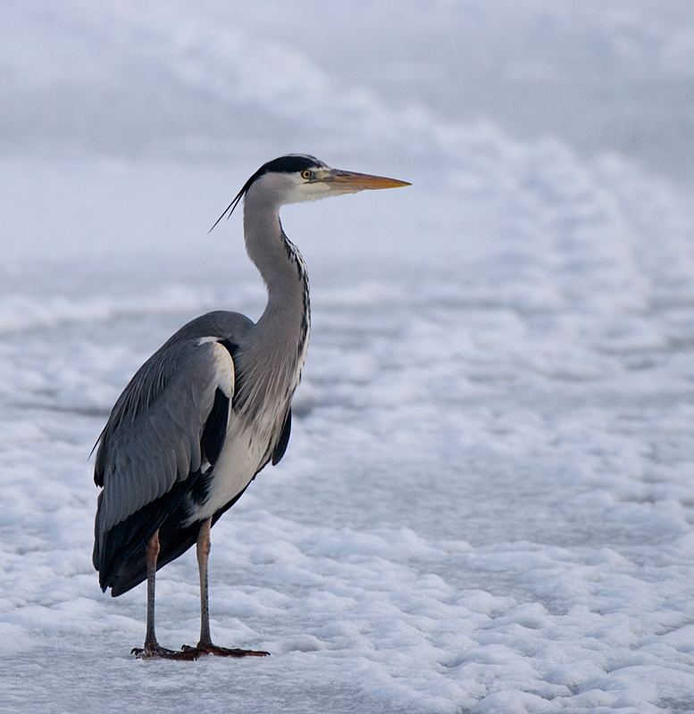 Grey Heron - Grey Heron