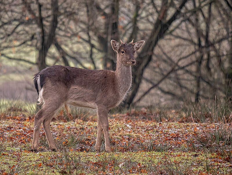  - Woodland
