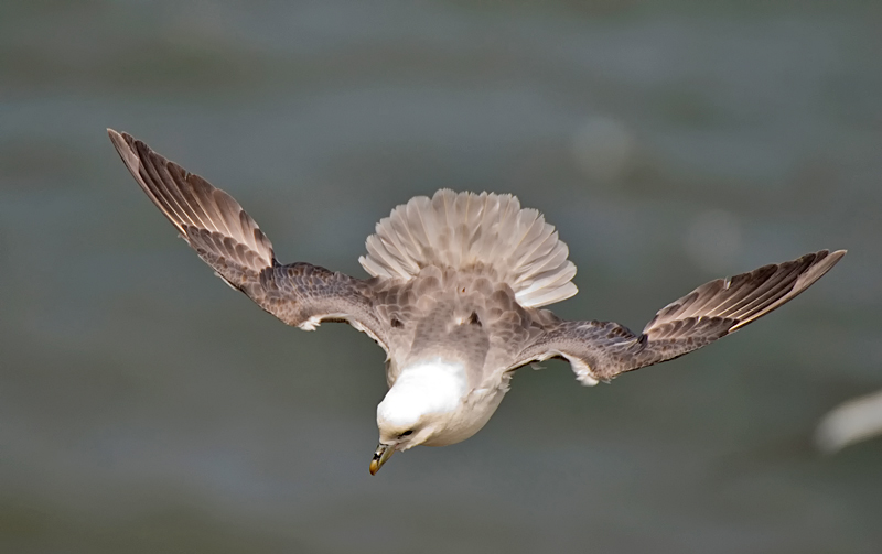 Fulmar - Coastal & Wetland
