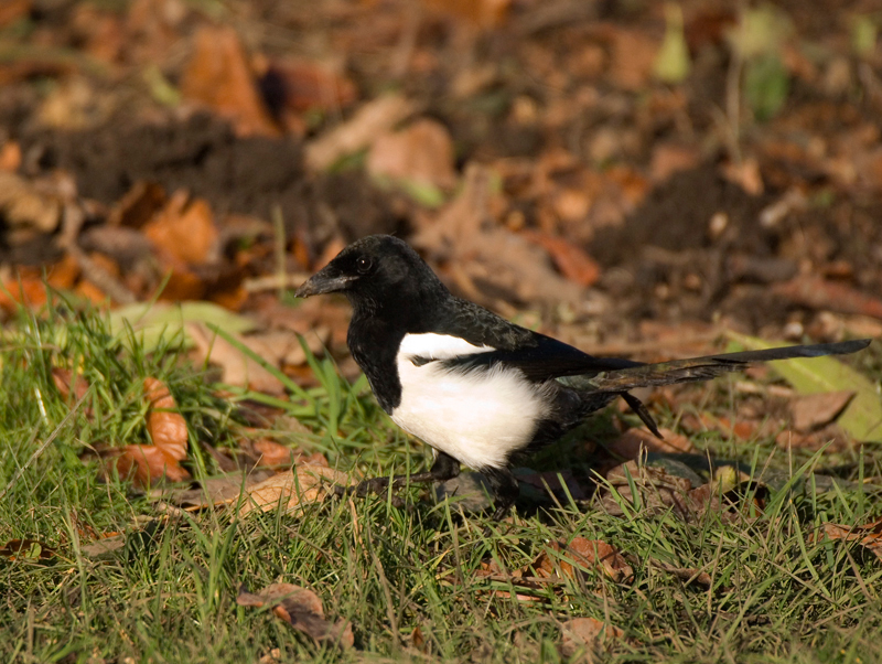 Magpie - Magpie