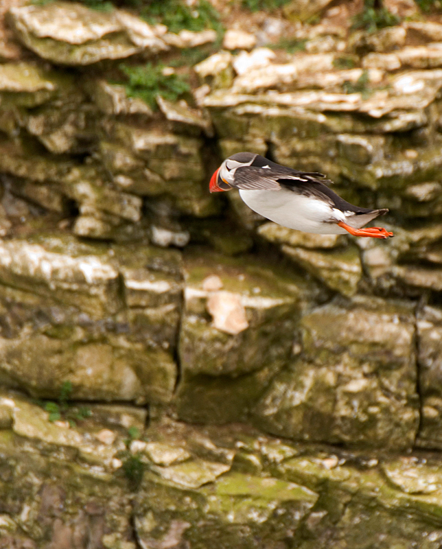 Puffin - Coastal & Wetland