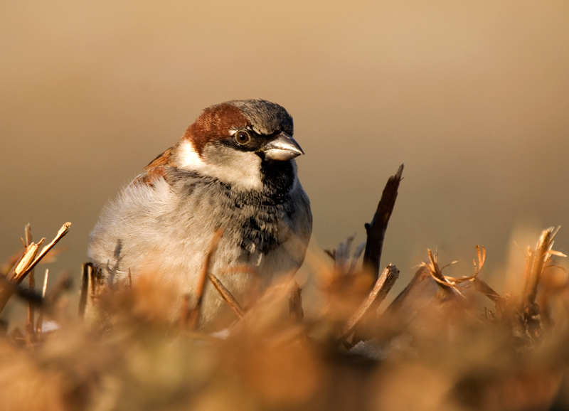 House Sparrow - House Sparrow