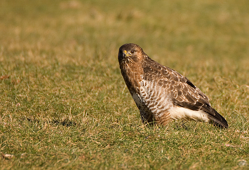 Common Buzzard - Upland & Mountain