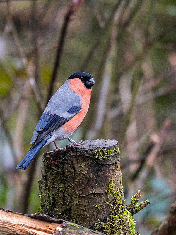 Bullfinch - Woodland