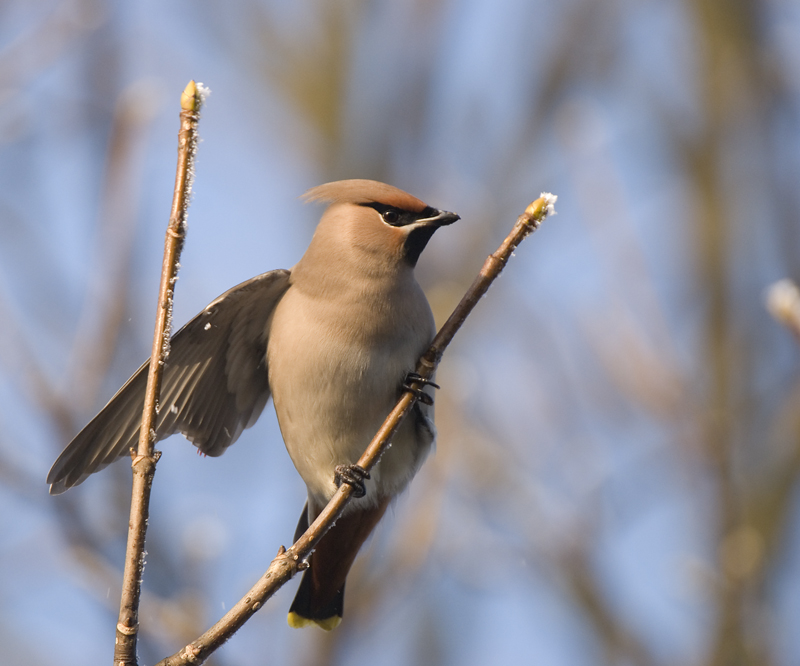 Waxwing - Waxwing