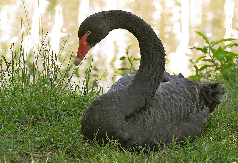 Black Swan - Freshwater