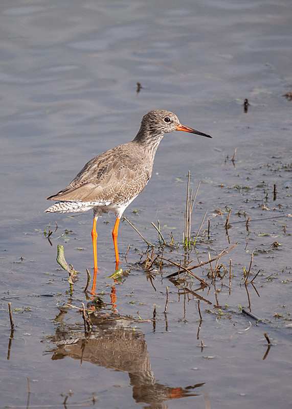  - Coastal & Wetland