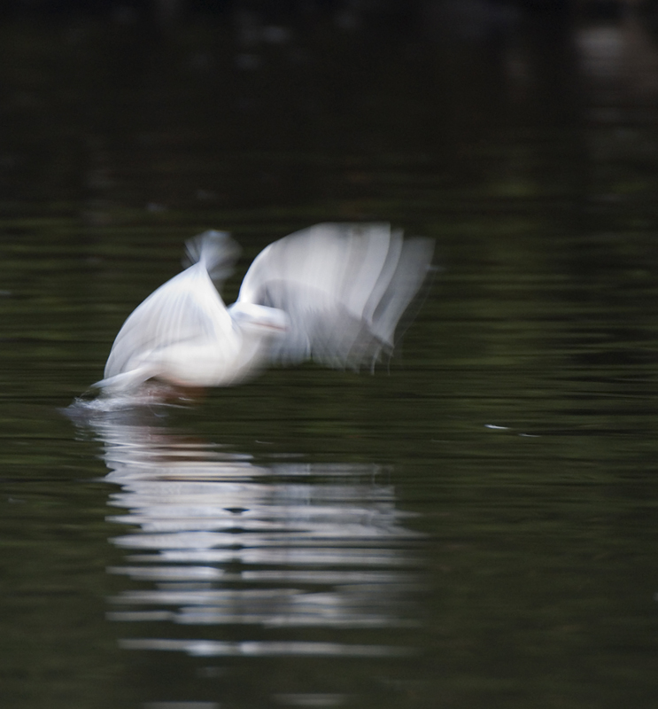 Black Headed Gull - Gull, Black-Headed