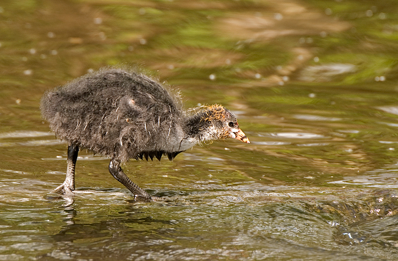 Coot - Coot