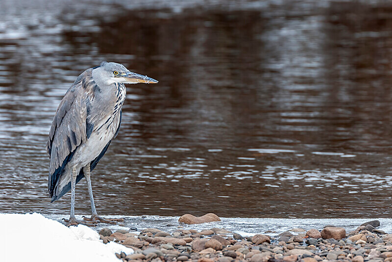 - Winter Grey Herons